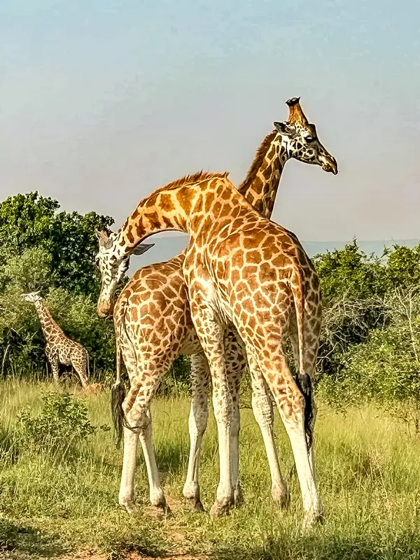 RangeLand Safaris Giraffes mobile