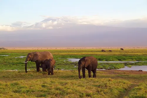 Africa Safari Elephants