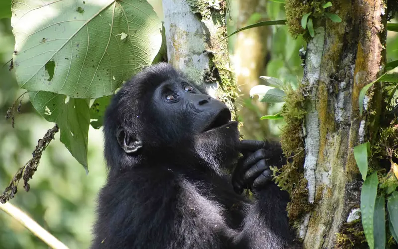 Baby Mountain Gorilla