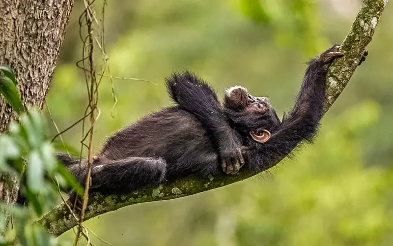Chimpanzee relaxing