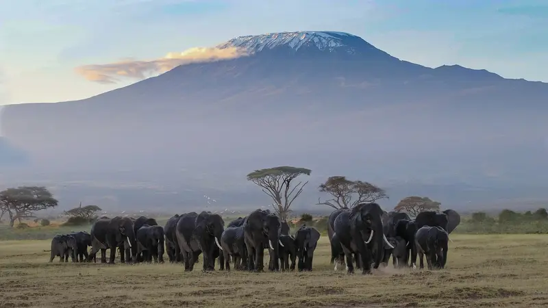 Kenya wildlife