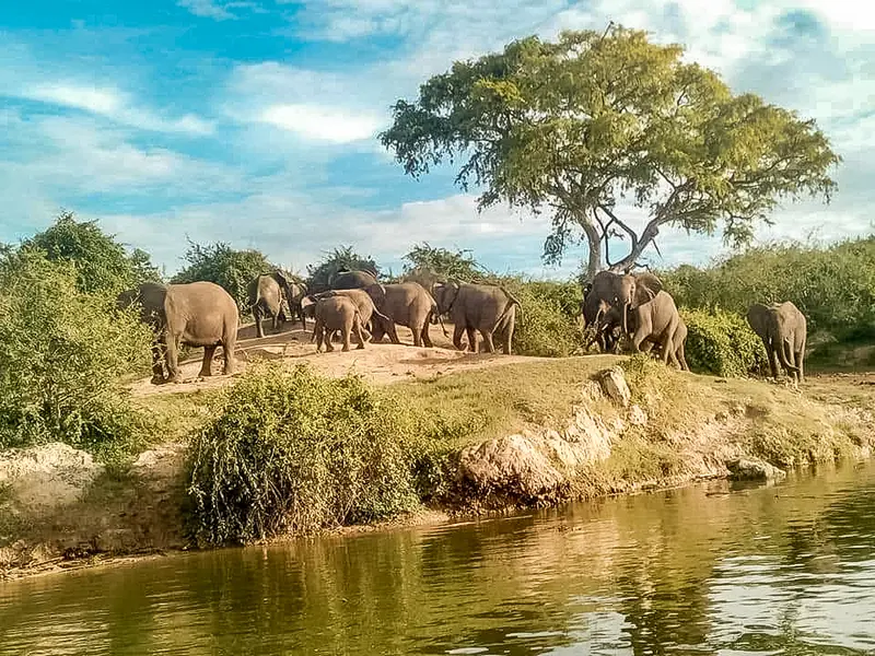 Uganda Safaris