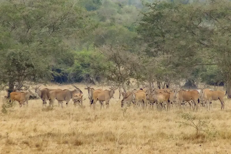 Wildlife viewing in Lake Mburo National Park