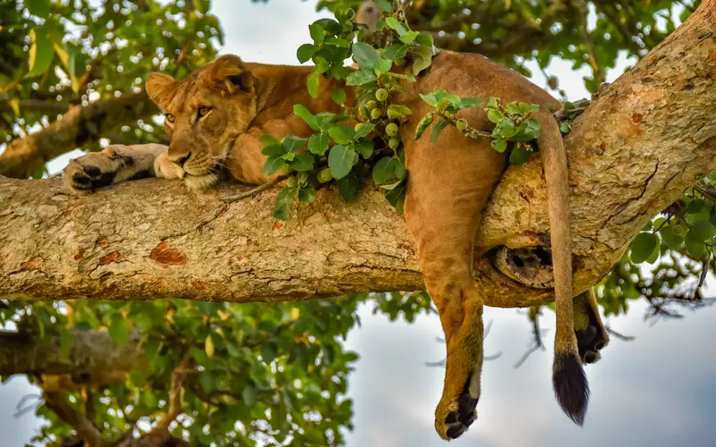 relaxing Lion in the tree