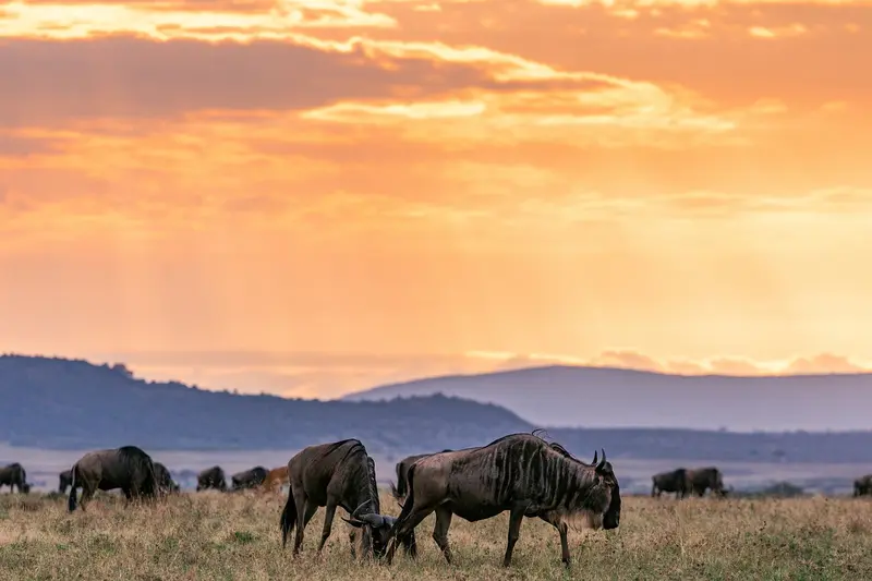 Wildebeests Maasai Mara