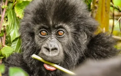 How Gorillas Live In Their Natural Habitat