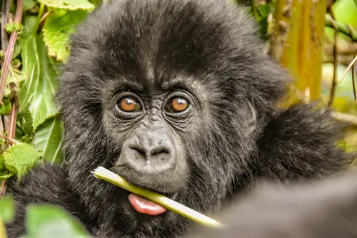 4 days Gorilla Trekking Bwindi Forest