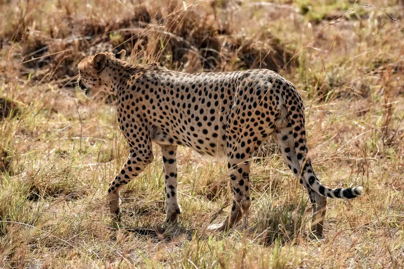 Cheetah in Kidepo Valley NP