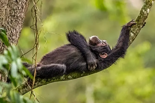 Chimpanzee relaxing