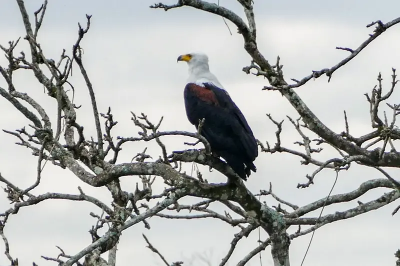 Eagle in Murchison Falls NP
