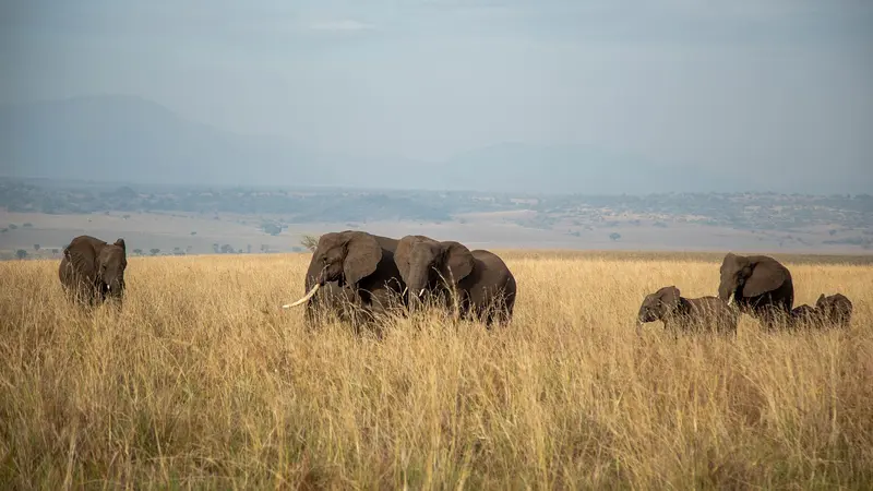 Elephants in Kidepo Vallen National Park