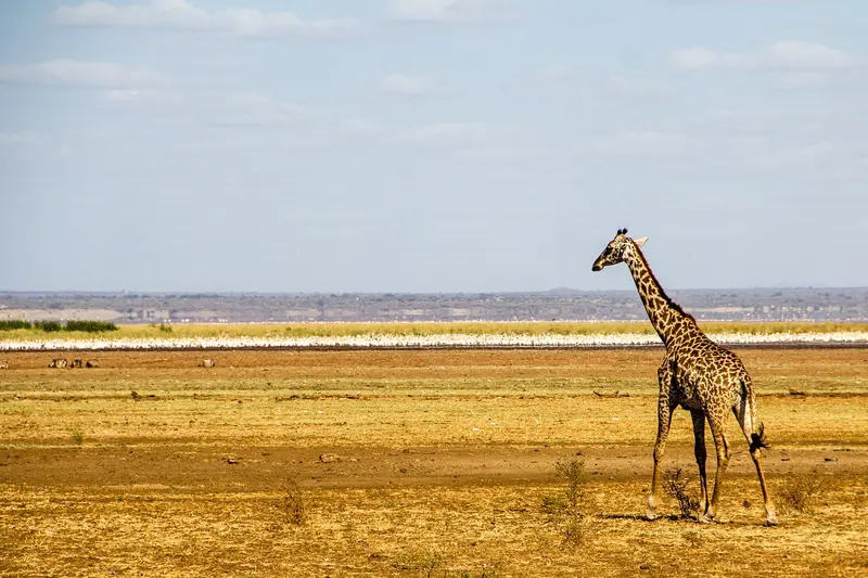 Giraffe at Lake Manyara