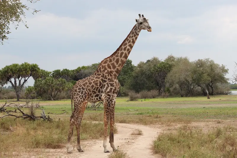 Giraffe in Serengeti