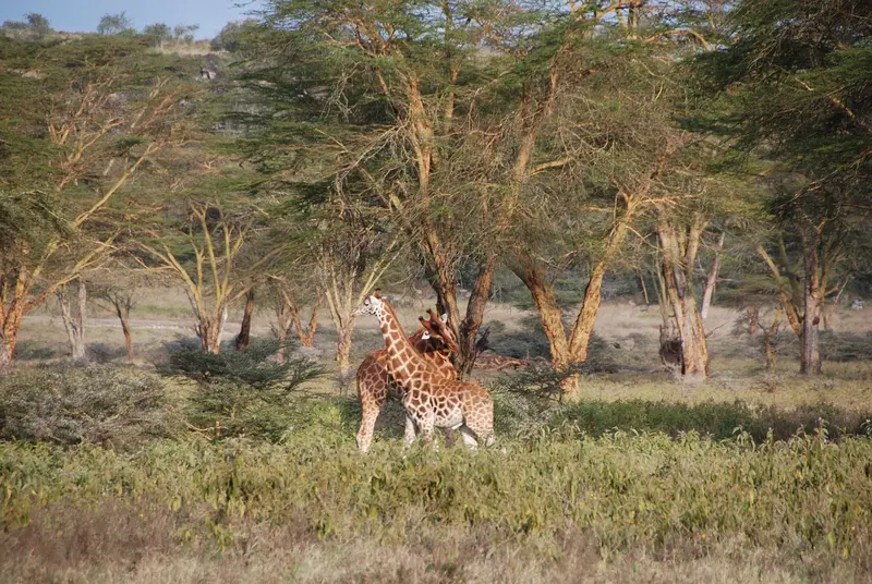 Giraffes in Nakuru