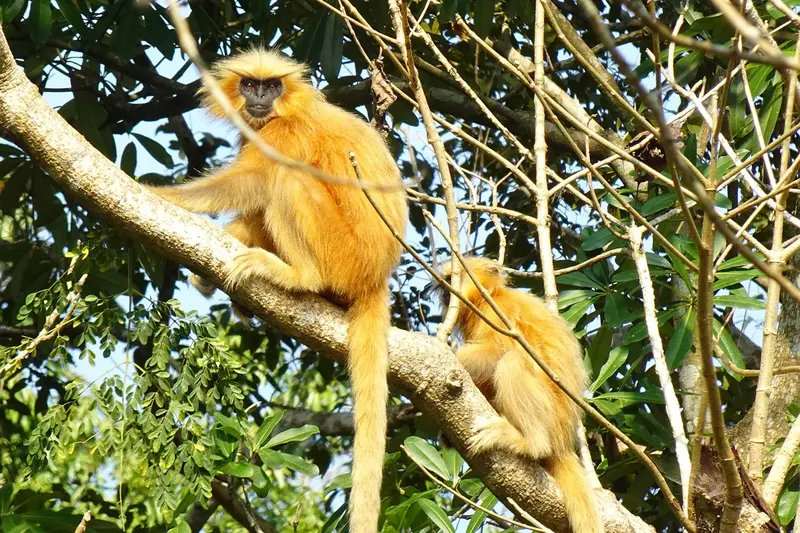 Golden Monkeys