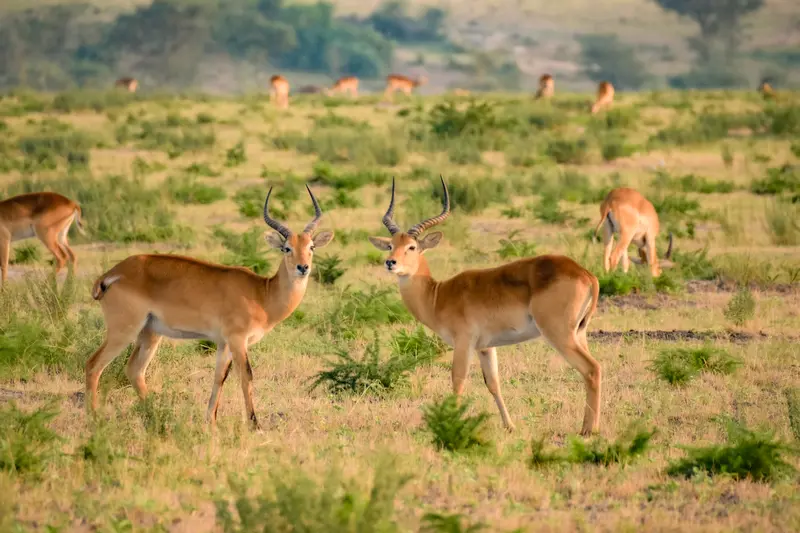 Impalas in the Valley