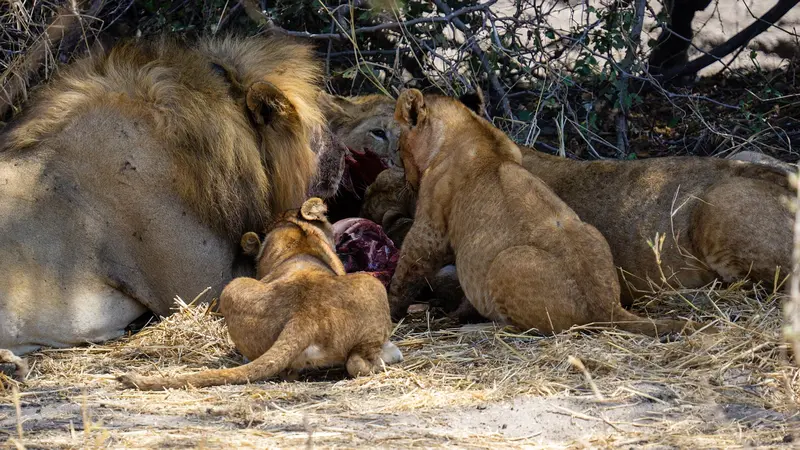 Lions eating prey