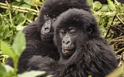 Touched by a Gorilla: An Unforgettable Gorilla Trekking Safari in Uganda