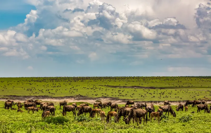 Ngorongoro conservation widebeest