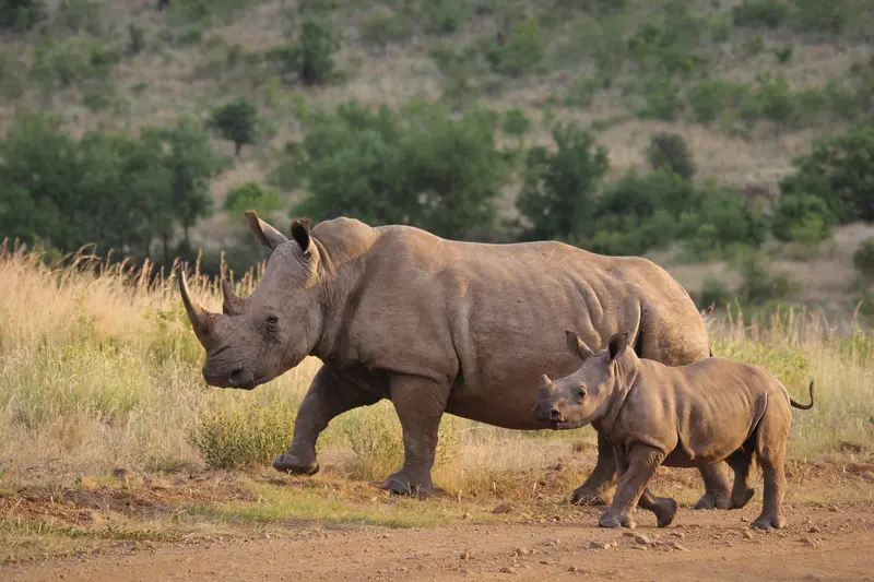 Rhinos Ziwa Rhino Sanctuary