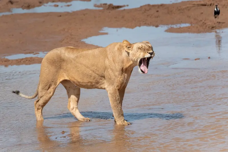 Lion in Samburu Kenya Safari