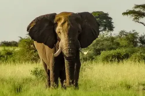 Semliki Park Elephant