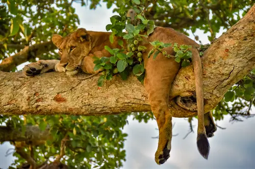 Jacob the tree climbing lion in Queen Elizabeth National Park