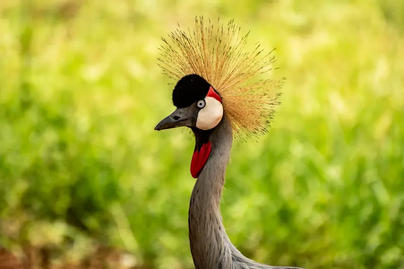 Crested Crane Uganda Bird