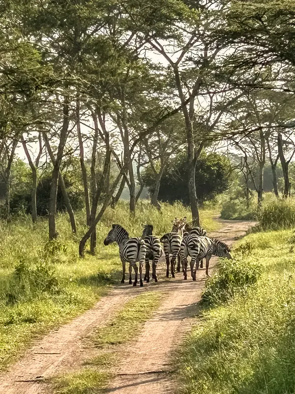Zebras in the forest