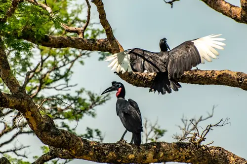 birding safari Uganda
