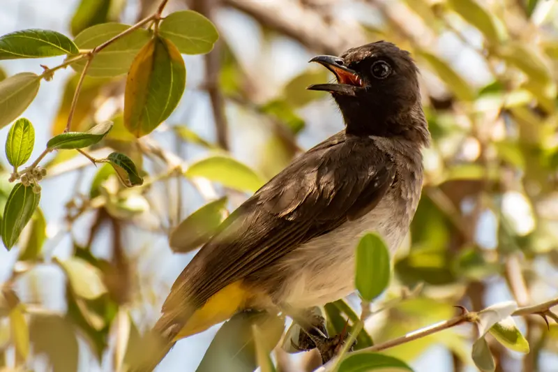 birding tour Uganda
