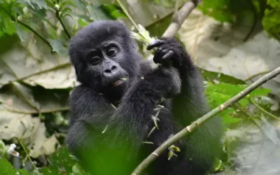 Why should You Visit Queen Elizabeth and Bwindi Impenetrable