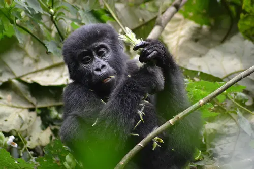 Gorilla in Bwindi Forest