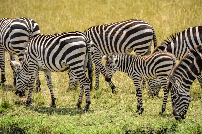 Grazing Zebras