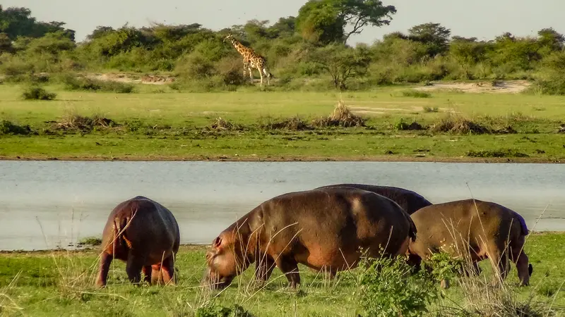 hippoe spotting in Uganda