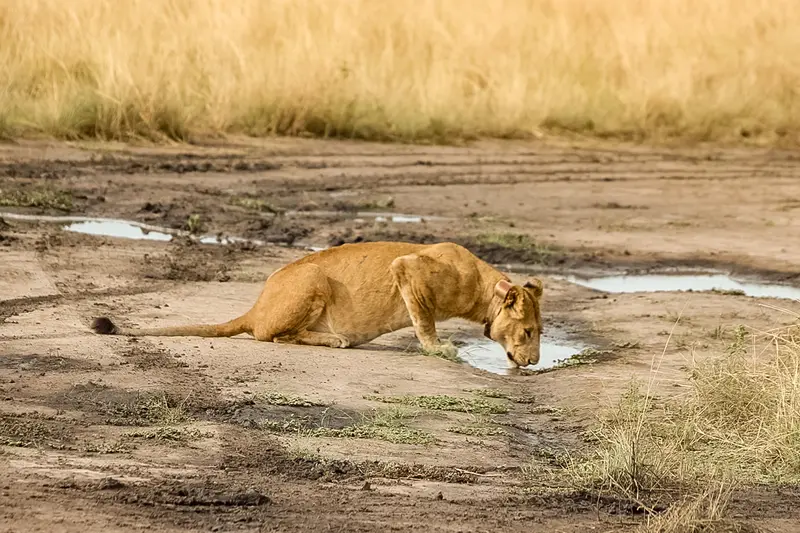 lion drinking water on the trail