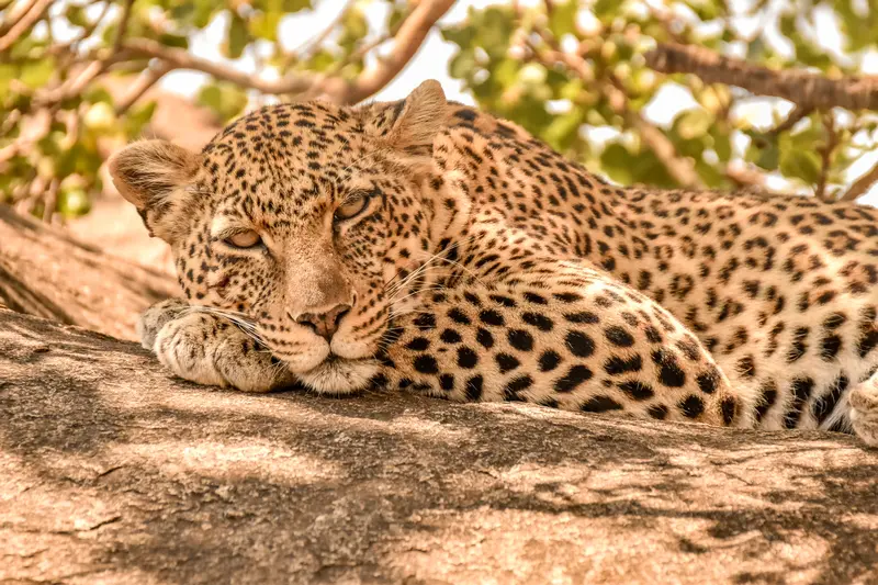 relaxing Leopard
