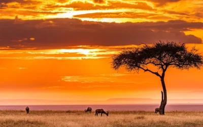 African Safari Holidays: Discover the Wonders of Africa