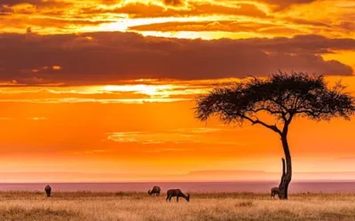 Top  African Safaris Holidays