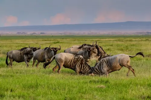 wildebeests fight